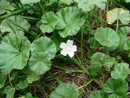 Amazon's choice for mallow plant. Mallow Pictures Flowers Leaves And Identification Edible Wild Plants Wild Plants Mallow Plant