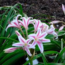 Image result for Crinum jasonii