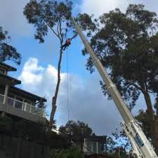 There are many different levels of service. Northern Suburbs Trees Home Facebook