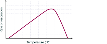 Graph Showing Rate Of Respiration On Y Axis And Temperature On X Axis The Graph Rises At A 45 Degree Angle Biology Resources Biology Revision Cells Activity