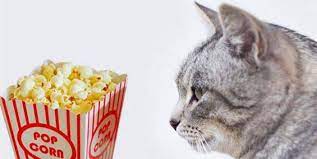 Yes, cats can eat popcorn occasionally. Can Cats Have Popcorn Are They Good Or Bad Pet Care Advisors