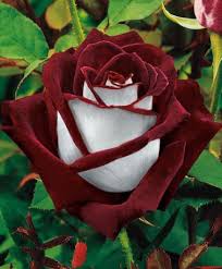 une très belle rose - le jardin de jean marie