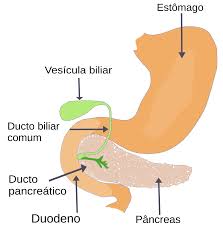 O paciente recebe soro intravenoso, antibióticos e medicamentos. Pancreatite Wikipedia A Enciclopedia Livre