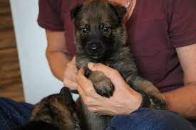 More dominant than gsds of other colors because sable will show even if there is. Sable German Shepherd Puppies For Sale 2018 Litters Hayes Haus