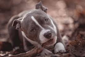 Maybe you would like to learn more about one of these? American Bully Aussehen Charakter Haltung Zooplus