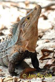 Black Iguana Iguana Reptiles And Amphibians Unique Animals