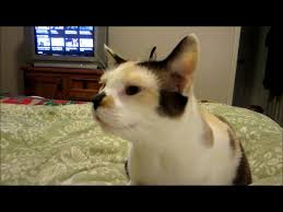 Cats that shed a lot or who groom themselves compulsively are also more likely to have hairballs, because they tend to swallow a lot of fur. Hairball Wikipedia