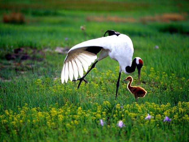 Red-crowned crane at Yancheng wetland nature reserve