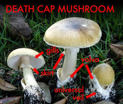 3 Edible Mushrooms That Are Easy To Find And How To Avoid