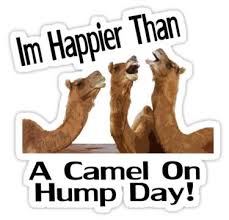 Happier than a camel on humpday what day is it? Facebook
