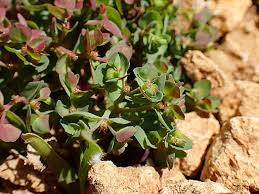 Image result for Euphorbia schimperiana