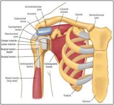 Anterior tibiofibular ligament connects the tibia to the fibula. Rotator Cuff Anatomy Anterior Download Scientific Diagram