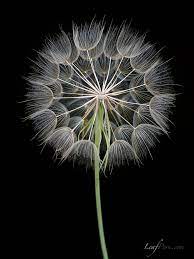 Elinka The Unsuccessful Housewife Dandelion Art Dandelion Patterns In Nature
