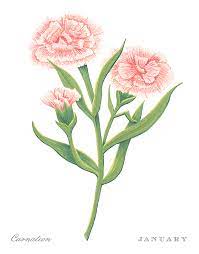 The official birth flowers for july are larkspurs. Carnation January Birth Month Flower Botanical Print On White Art By Jen Montgomery Painting By Jen Montgomery