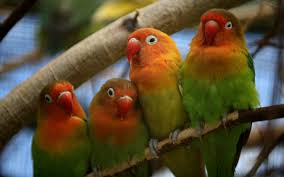 Pin On Birds In A Row