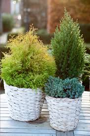 Zu diesen gewächsen gehört die akebie, eine sehr schöne geeignete efeuarten für den heimischen garten. Winterharte Gartenpflanzen Die Christrose Trifft Auf Nadelbaume Schneeflockchen Presseportal