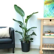 Bird Of Paradise In Pot Costa Farms 10 In White Bird Of Paradise In Plastic Pot Wb11 Lowes Com Birds Of Paradise Plant Big Indoor Plants Birds Of Paradise