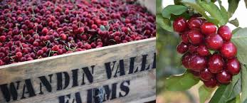 08.01.2020 · are cherries good for you? Health Benefits Of Cherries