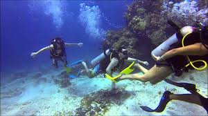90 Scuba Diving Videos Diving Videos Scuba Diving Diving
