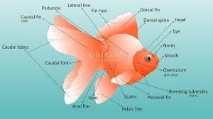 Solid Gold Goldfish External Anatomy