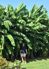 Check spelling or type a new query. Banana Time Again Neil Sperry S Gardens