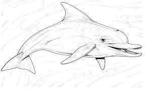 While some of the unicorn coloring pages are available as exclusives to our members, we're sharing quite a few of them for free. Dolphin Coloring Pages Pdf Free Coloring Sheets Dolphin Coloring Page Dolphin Coloring Pages Whale Coloring Pages