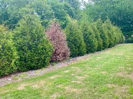 Image result for thuja drying out dead dried symptoms)