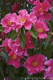 Camellia Buddha A Camellia Reticulata Hybrid Raised At Descanso Gardens In California Introduced In 1948 It Was One Of The Camellia Flowers Large Flowers
