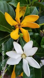 Image result for Gardenia cornuta