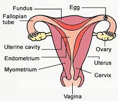 There is a close link throughout with the development of the urinary system. Labeled Female Reproductive System Diagram Jpg The Oncofertility Consortium