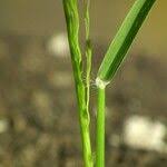 Image result for Eragrostis pilosa