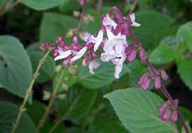 Image result for Orthosiphon thymiflorus