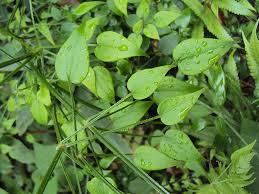 Image result for Melasma calycinum