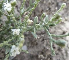 Image result for Cressa