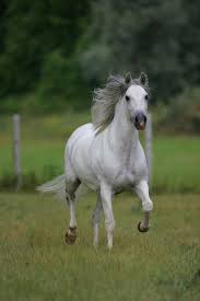 Black And White Horse Names Female Taylors Female Horse Name Tbd White Horses Horses Beautiful Horses