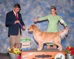 There are three golden retriever clubs in california: News Autumnwind Golden Retrievers