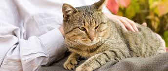 Cependant, tous les chats ne se cachent pas quand ils se sentent malades ou mourants, car beaucoup de nos petits amis félins à quatre pattes veulent être proches de ceux qu'ils aiment et en qui ils ont confiance. Longevite Du Chat Jusqu A Quel Age Vit Un Chat Purina