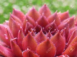 Check spelling or type a new query. Thousand Petal Lotus Stock Photo Picture And Royalty Free Image Image 12841124