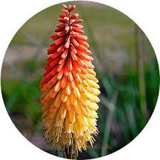 Unlike other cacti, the spines of this cactus are smooth, so pets and children are this flowering succulent can grow up to 10 feet tall with a very slow pace but can be maintained in small to medium containers. 27 Types Of Orange Flowers Proflowers Blog
