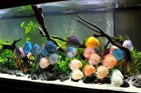 9 Ikan Terbaik Yang Cocok Dicampur Dengan Discus Gerava Ikan Hias Burung Kicau Kucing Anjing Di 2020 Kucing Anjing Ikan Anjing