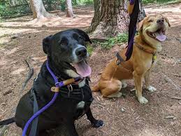 Wagging tails pet resort lost or killed one of our cats and is refusing refund. Wagging Tail Dog Services Inc