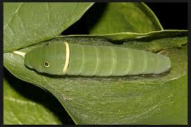 Maybe you would like to learn more about one of these? Green Caterpillar Identification Guide 18 Common Types Owlcation