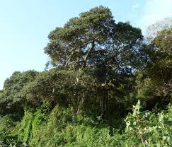 Image result for Mimusops afra