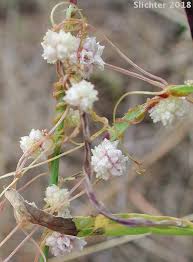 Image result for Cuscuta approximata