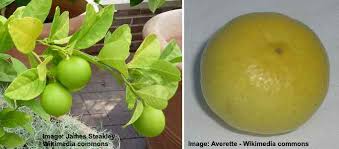 Find tips and guides to grow and maintain the perfect garden for your home. Types Of Limes Amazing Varieties Of Lime Fruit With Pictures