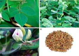 Image result for Macrotyloma uniflorum