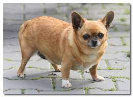 There are ways to check and see if the dog is a healthy weight for its size. How To Help An Obese Chihuahua Lose Weight