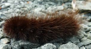 Another favorite is the caterpillar that becomes a monarch butterfly. Insect And Spider Identification Chocolate Brown Caterpillar Very Furry 1 By Junponline Com