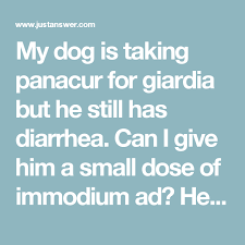 My Dog Is Taking Panacur For Giardia But He Still Has Diarrhea Can I Give Him A Small Dose Of Immodium Ad He Weighs Dogs Puppies Tips Still Have