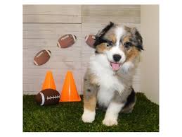 Stand out in a crowd at the baggage carousel with a custom luggage tag from zazzle! Miniature Australian Shepherd Dog Male Blue Merle White Tan 2613397 Petland Grove City Oh